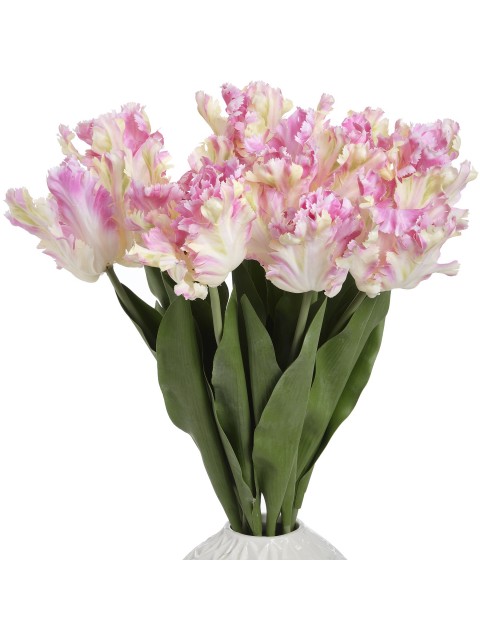 Light Pink Parrot Tulip Stem